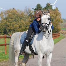 Arabisk fuldblod (OX) Nader Al Shaqab (Avlshingst)