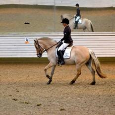 Fjordhest Broholms Marquis