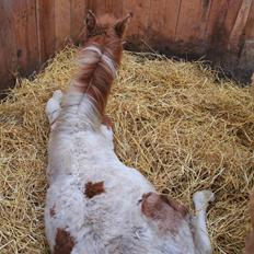 Anden særlig race Gibby
