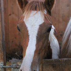 Anden særlig race Gibby