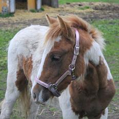 Anden særlig race Gibby
