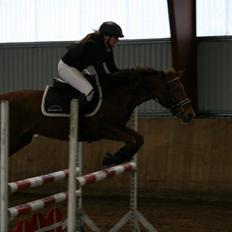 New Forest Flying Red Chili