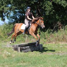 New Forest Flying Red Chili