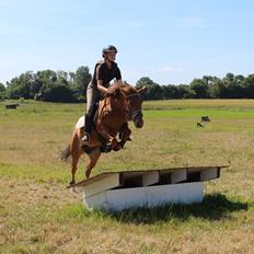 New Forest Flying Red Chili