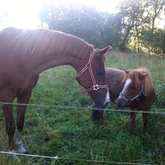 Anden særlig race Sascha