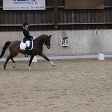 DSP Toftegårdens Alcazar B-pony