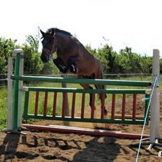 Connemara Pegasus - Hot and Sweet