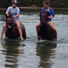 Connemara Pegasus - Hot and Sweet