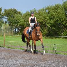 Dansk Varmblod Kongejordens Cardiff