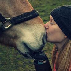 Fjordhest Skovsgaards Trond <3