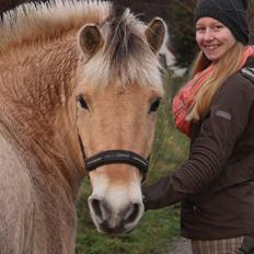 Fjordhest Skovsgaards Trond <3