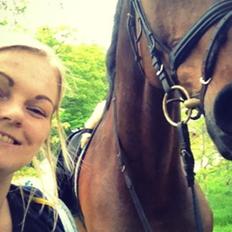 Dansk Varmblod Corona