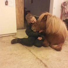 Anden særlig race Sille ll