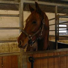 Frederiksborg Lillegårds Aslan " Dovahkiin "