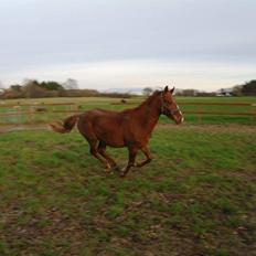 Frederiksborg Lillegårds Aslan " Dovahkiin "