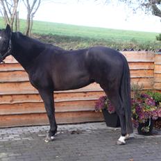 Anden særlig race Mowgli