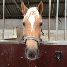 Anden særlig race timon