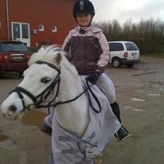 Welsh Mountain (sec A) Tanggårds Figo 