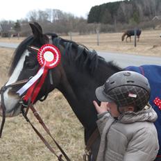 Welsh Pony (sec B) Bakkegaarden´s Chapain