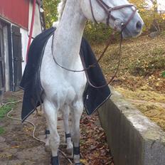 Holstener Cypresgårdens Marquis