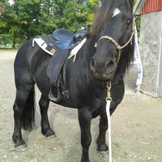 Merens de Cheval Madras de bigorre (himmelhest) 