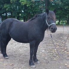 Merens de Cheval Madras de bigorre (himmelhest) 