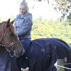 Holstener Figaro af Tjørnely