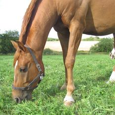 Holstener Figaro af Tjørnely