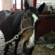 Traver Nok`en svimmel