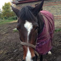 Traver Nok`en svimmel