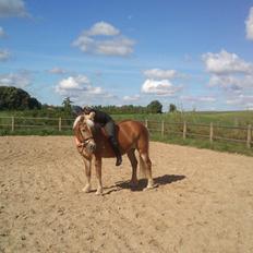 Haflinger 16734/T Corlita