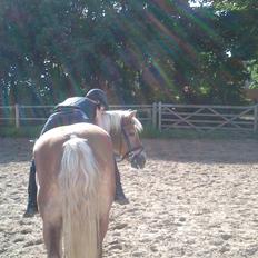 Haflinger 16734/T Corlita