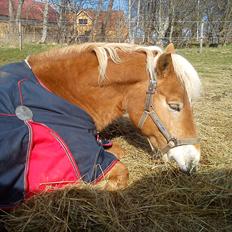 Haflinger 16734/T Corlita