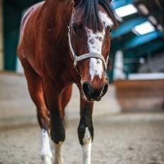 Hollandsk Varmblod Nim Con Calma