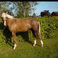 Palomino Heimdals amazing miracle