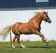 Haflinger Nasti-D HAH 25 AVLSHINGST