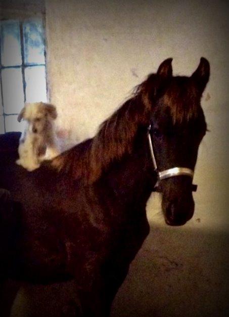 Frieser Uhrbrandsmindes Malik <3 billede 14