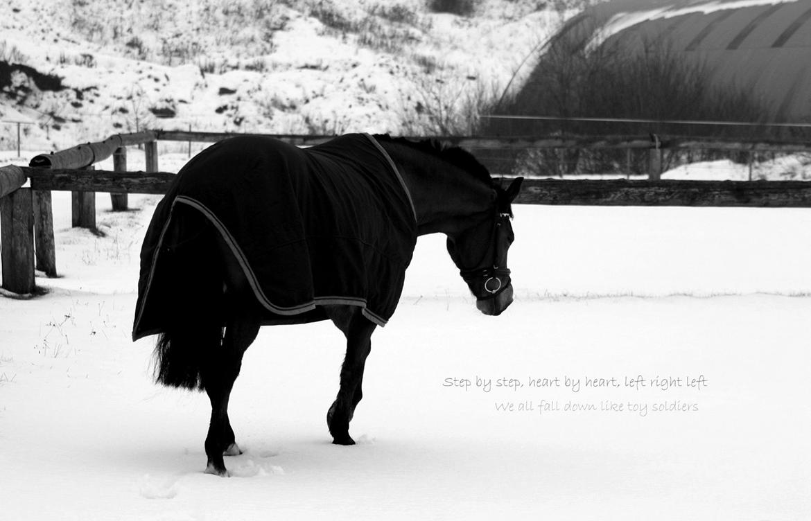 New Forest Vangsgaard's Vanity [Tidl. part] - Step by step, heart by heart, left right left, we all fall down like toy soldiers - Foto: Mig billede 21