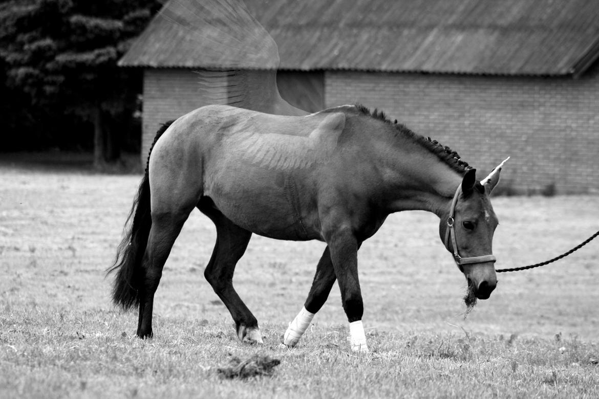 New Forest Vangsgaard's Vanity [Tidl. part] - „I awake from a dream about you in the night's first sweet sleep when the wind blows gently, and the stars shine brightly.“ - Foto: Mig billede 1
