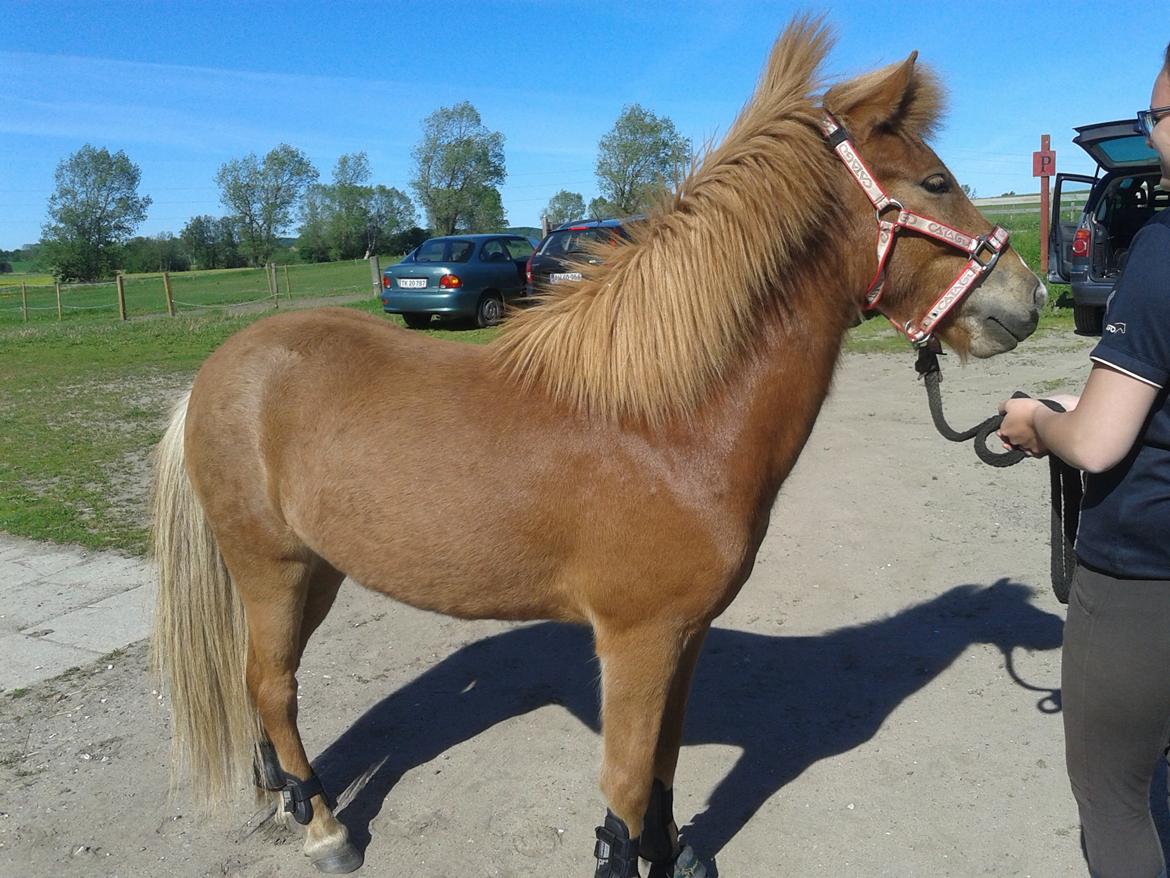 Islænder bjarkur billede 1