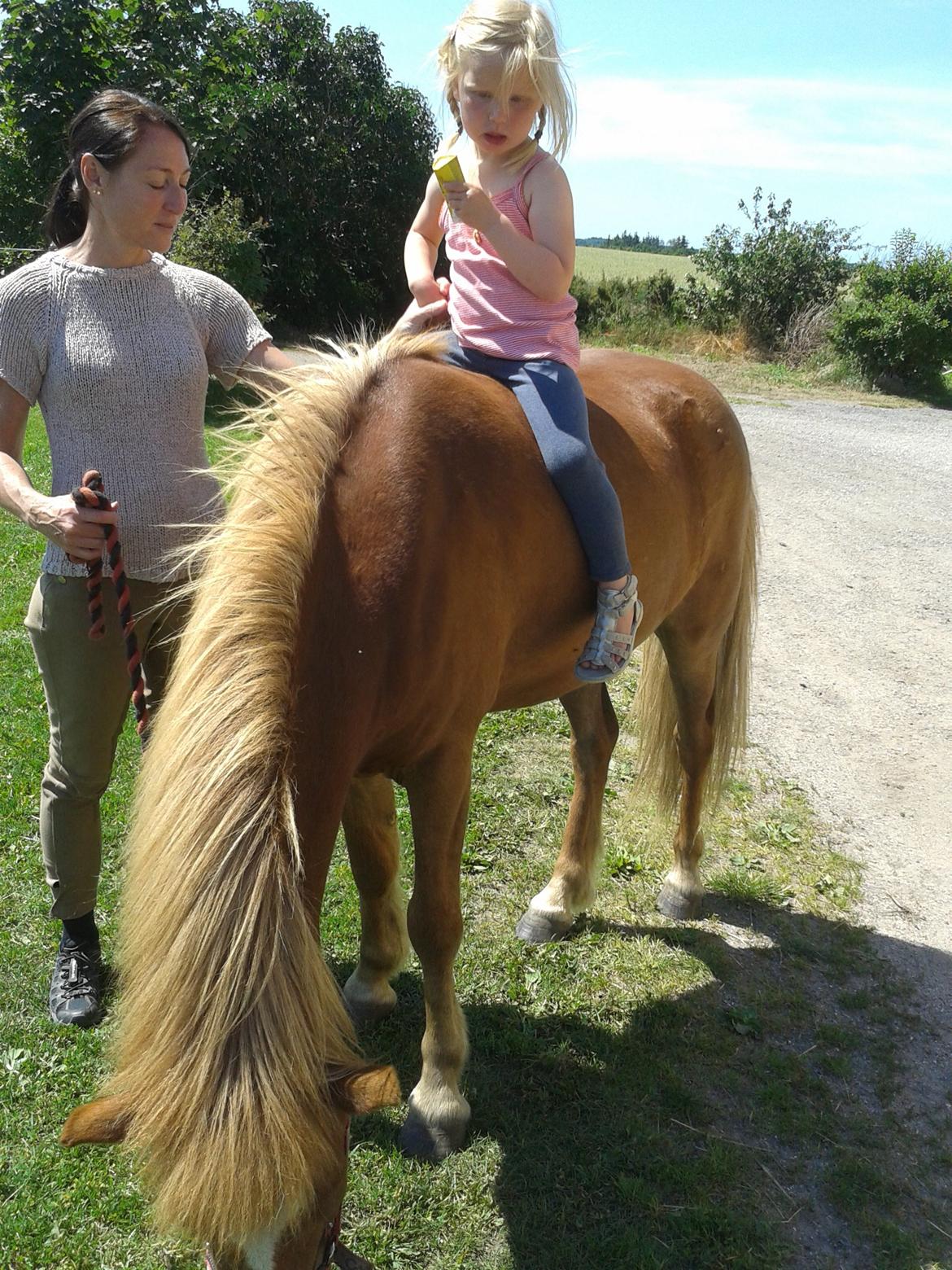 Islænder bjarkur billede 2