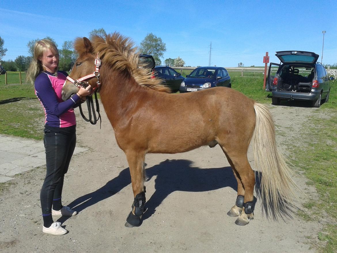 Islænder bjarkur billede 3