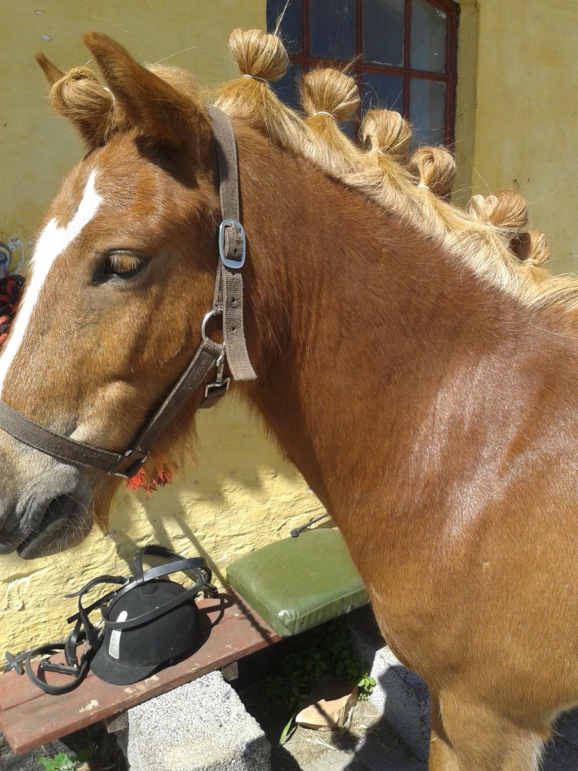 Islænder bjarkur billede 4