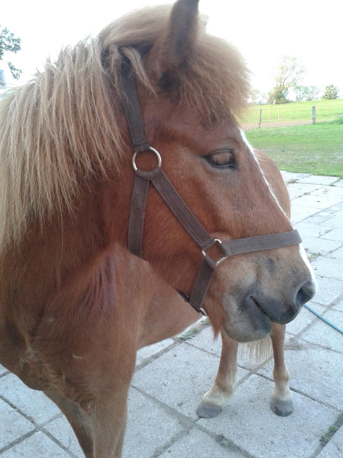 Islænder bjarkur billede 5