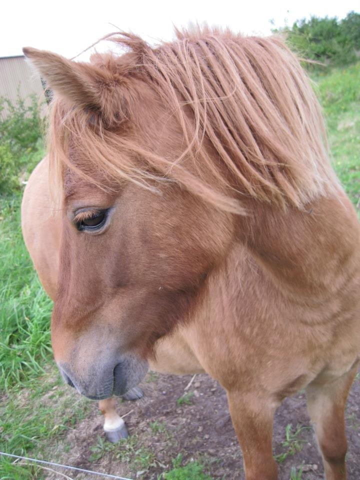 Anden særlig race Beauty - Såå fin! :D billede 1