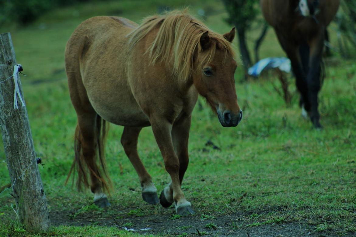 Anden særlig race Beauty - Hun er helt afslappet <3 billede 2