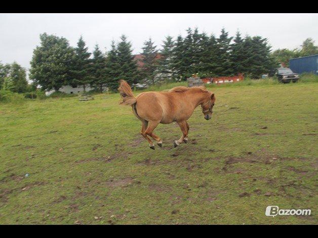 Anden særlig race Beauty - Såå bukker viii :D billede 3