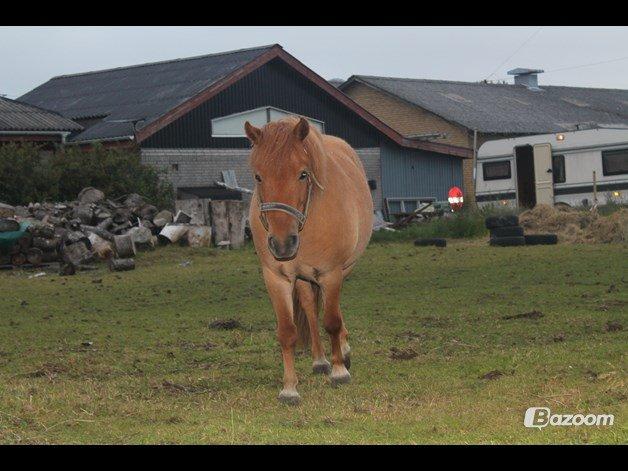 Anden særlig race Beauty - Kommer og hygger med dig nuuu :D billede 4