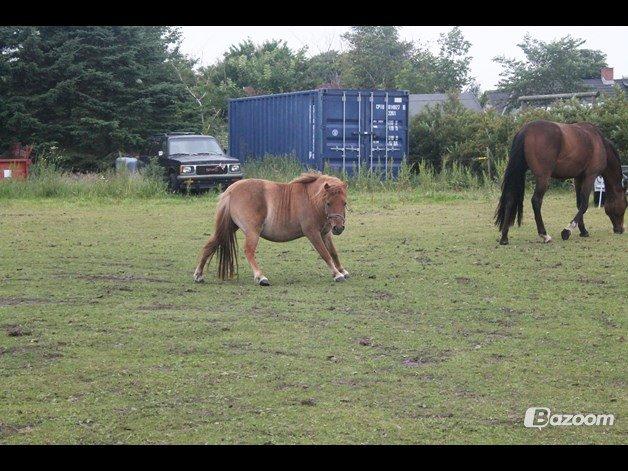 Anden særlig race Beauty - Liidt sjov stilling men hun kløede sig :D billede 5