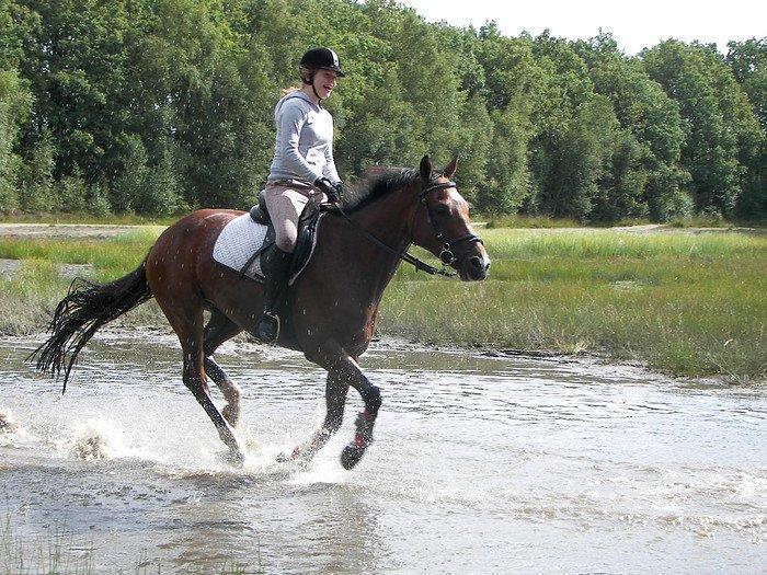 Hollandsk Varmblod Zegert billede 4